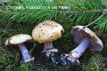 Cortinarius haasii-amf619